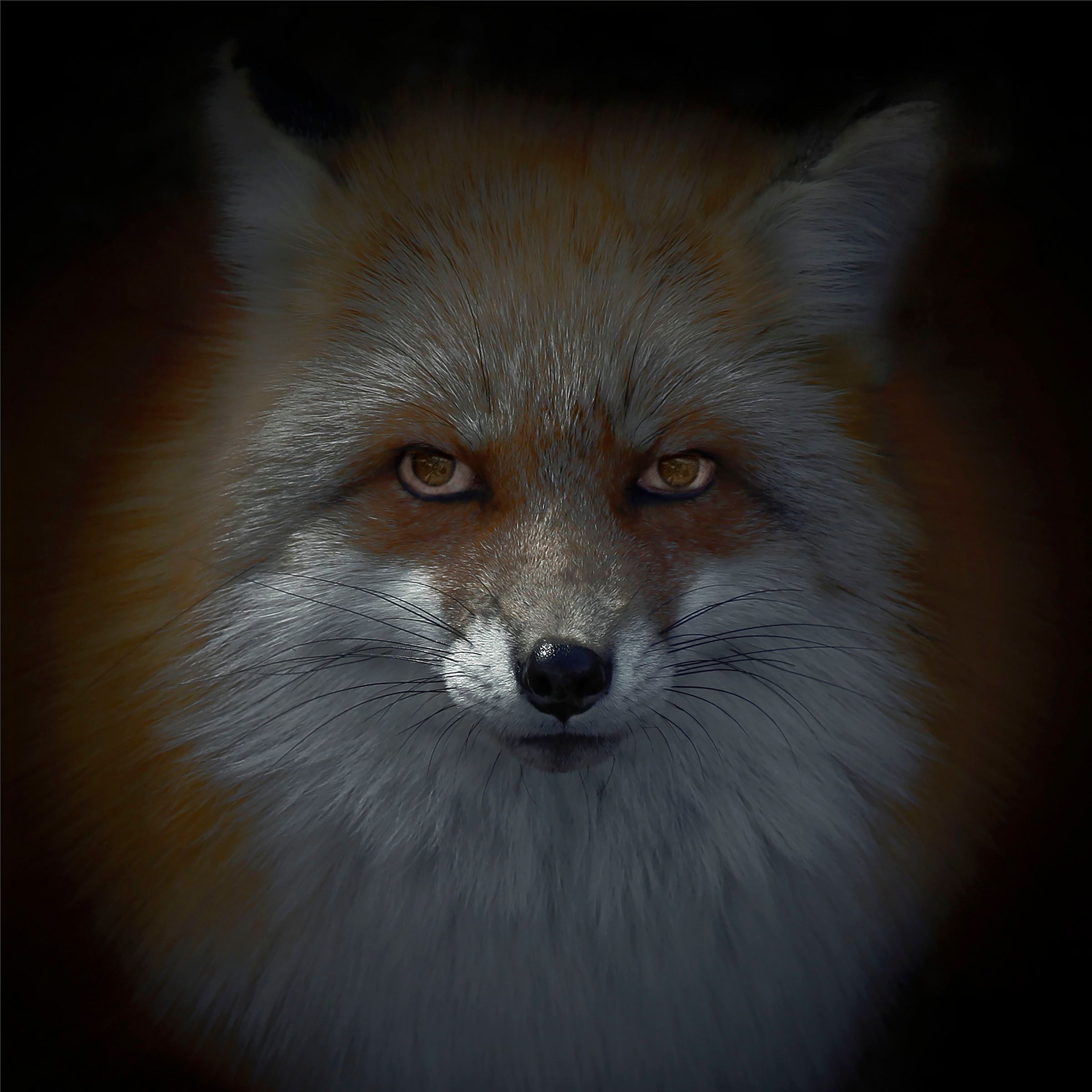 Foxfires (Kitsune-Bi)