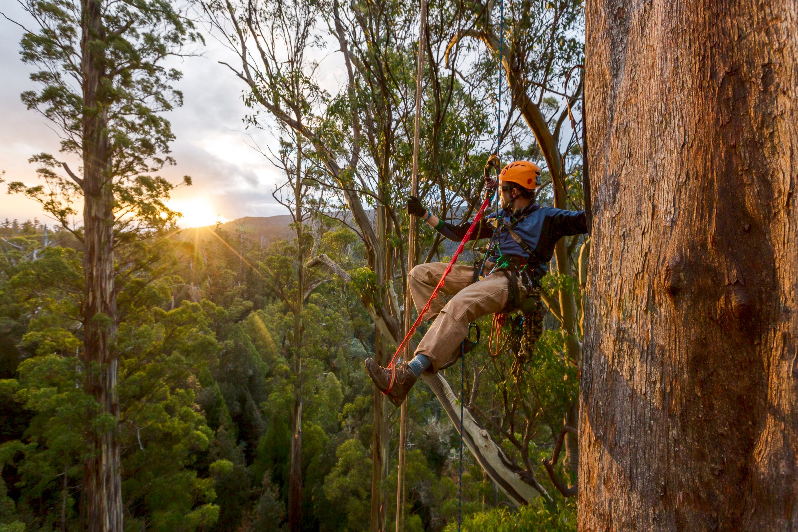 The Tasmanian Tree Project: Exploring the World’s Tallest Flowering Tree