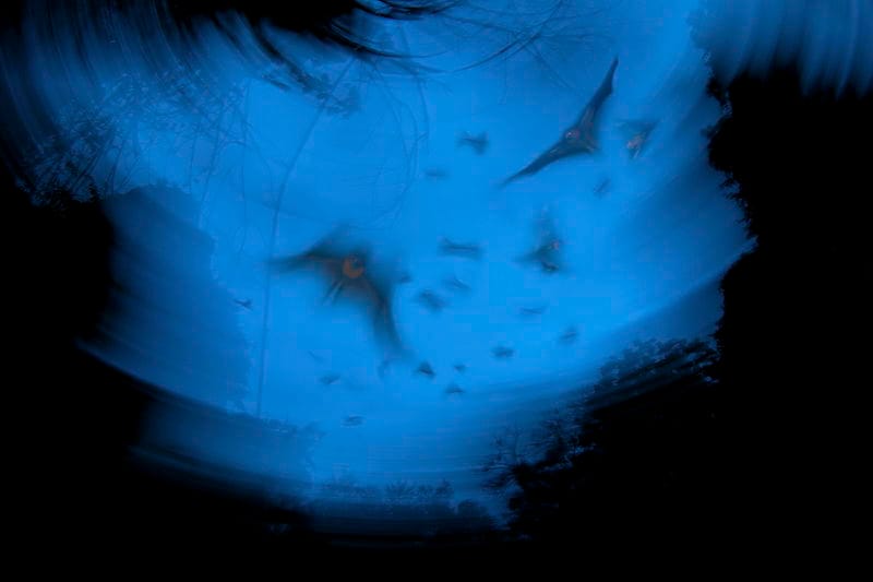 Bats In Blue