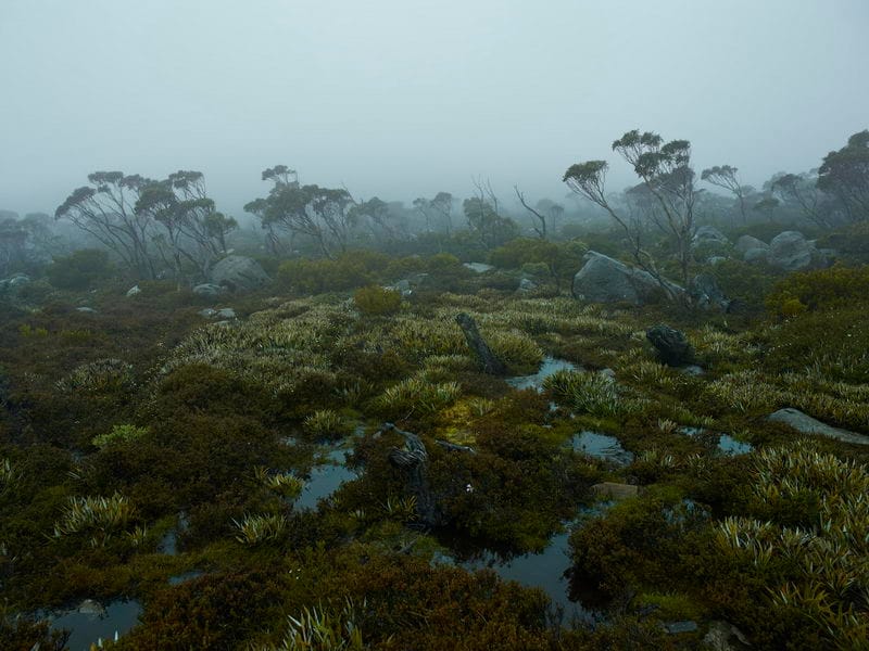 Tasmania Fog | Head On Photo Festival