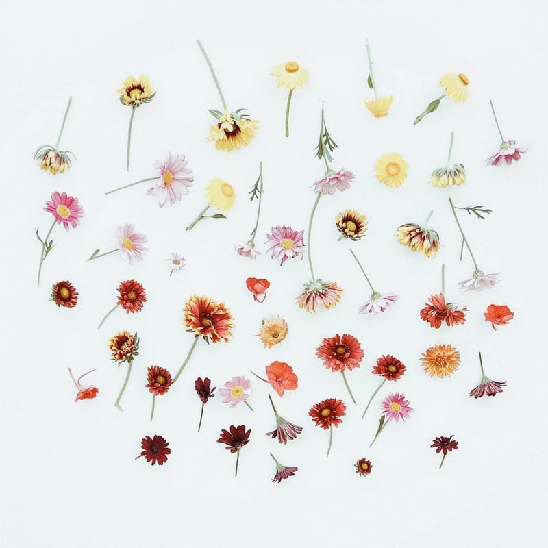 Colourful flowers scattered on a sheet of white paper