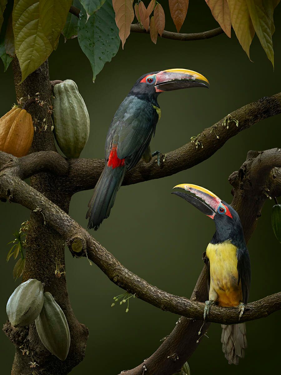 Two toucans perched on a tree branch.