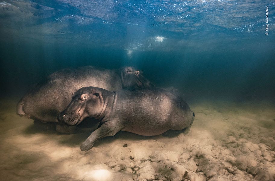 Wildlife Photographer of the Year 2023
